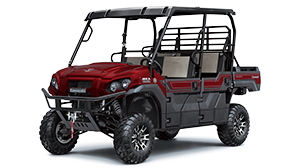 Mule